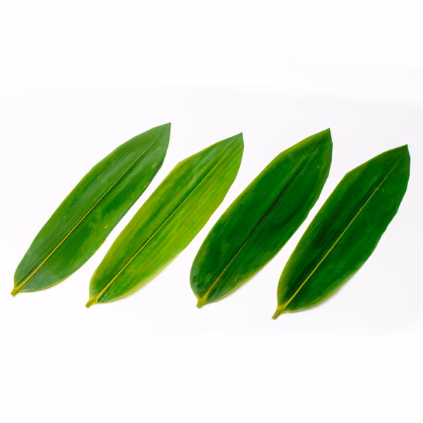 Bamboo leaf Sasaha shinku  - 100 pcs